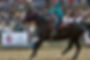 Team Scott Equestrian Foundation