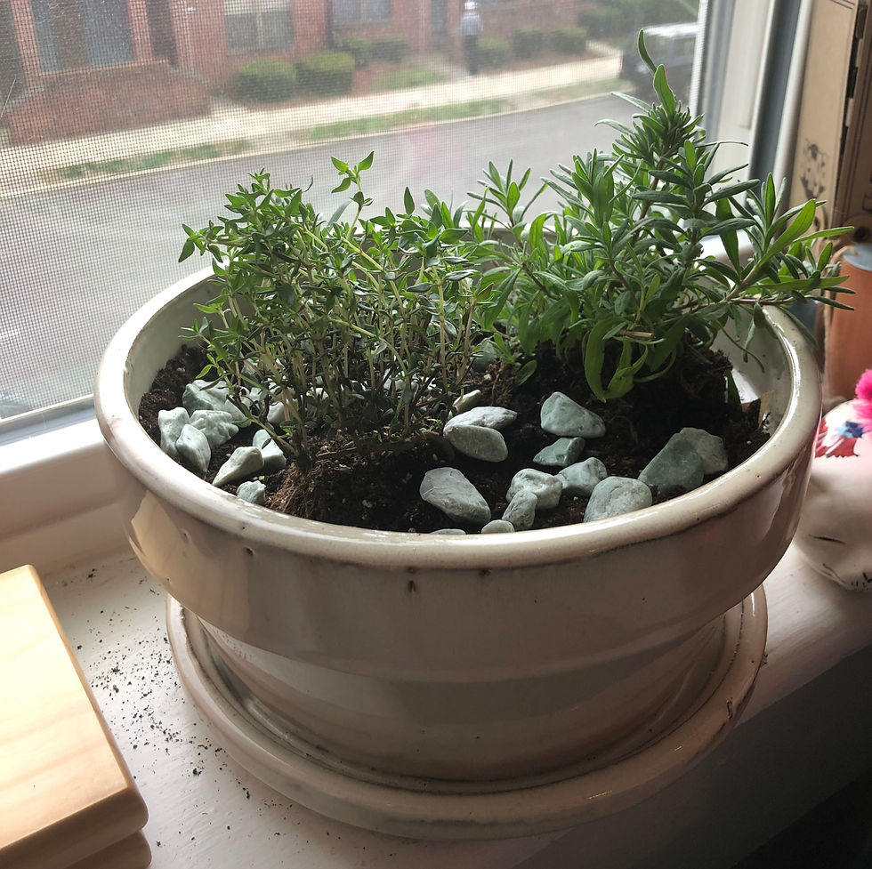 herb garden on windowsill