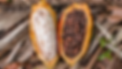 cacao bean.webp