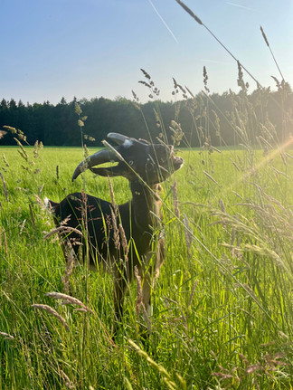 Ziegenbock Rocco frisst während einem Spaziergang im hohen Gras