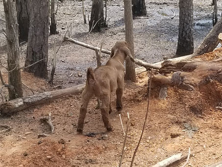 Red Boer buckling for sale at Cotton Bean Goat Farm in Mt. Pleasant, NC