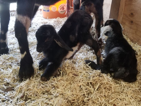 Our Mini Nubian doe just kidded and she is acting off!