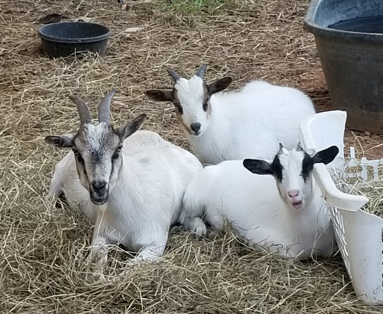 Goat pregnancy doe code Cotton Bean Farms
