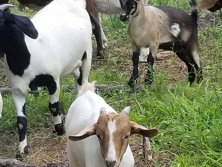 We have several bucklings that are now weaned and interviewing.