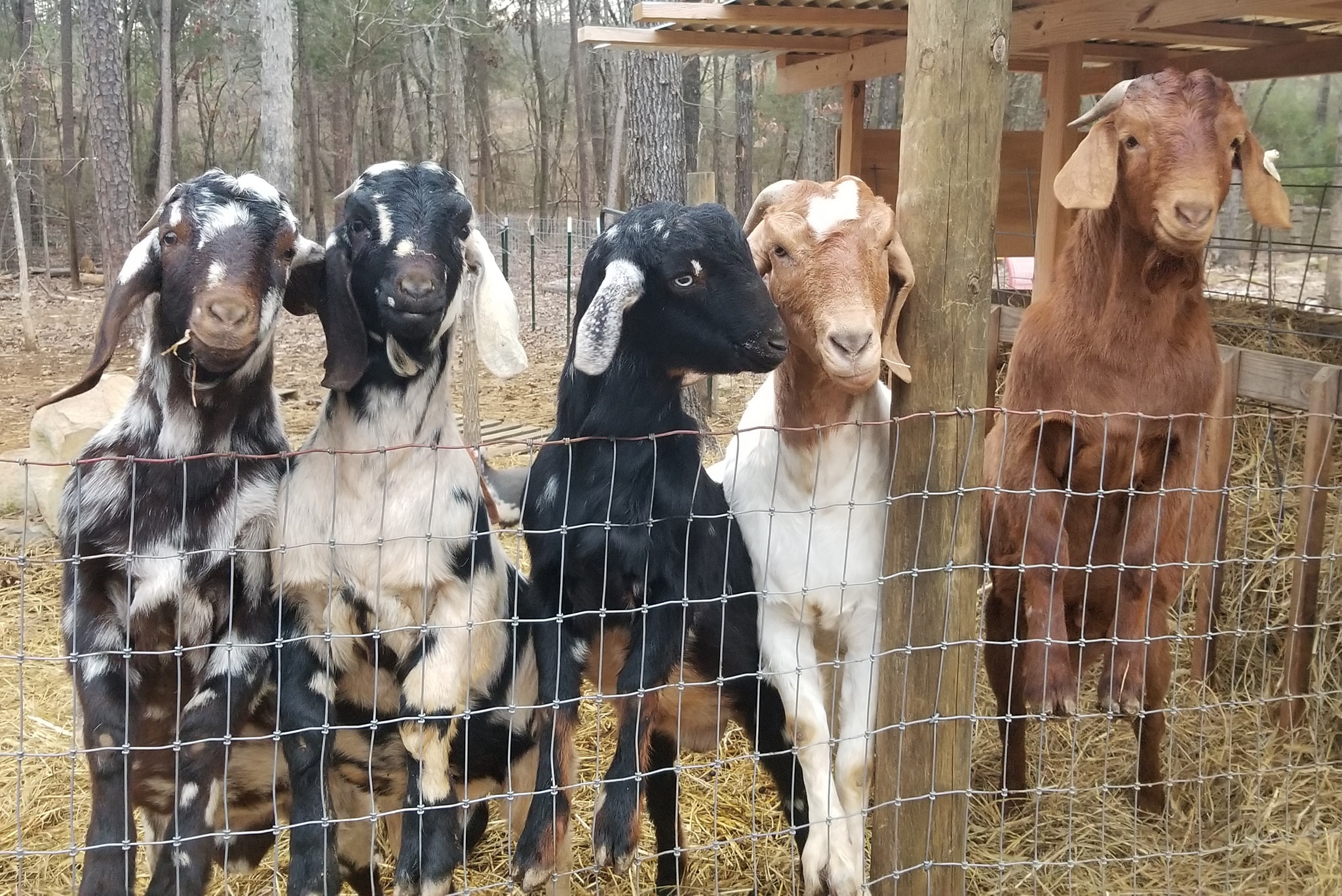 Basic Goat Assesment Cotton Bean Farms