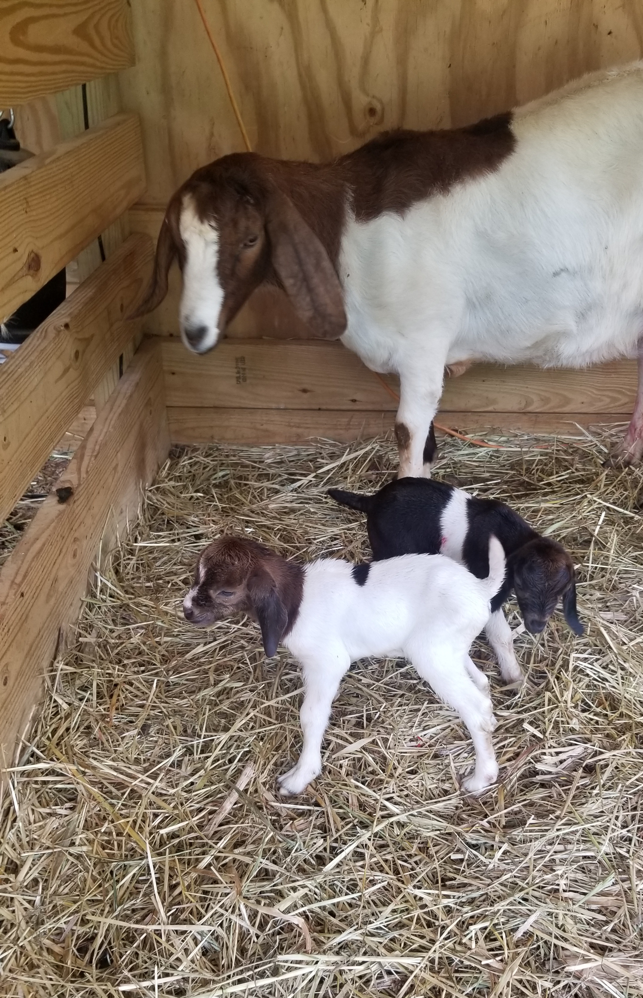 Hazel had Boer twins