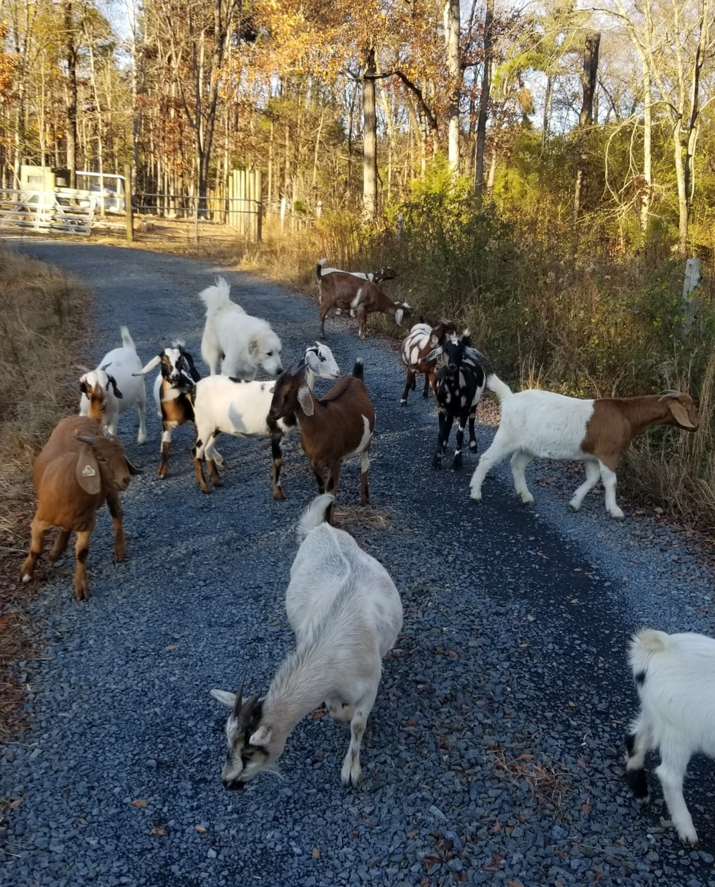 Mini Nubian & Boer Goats for Sale in NC Cotton Bean Farms