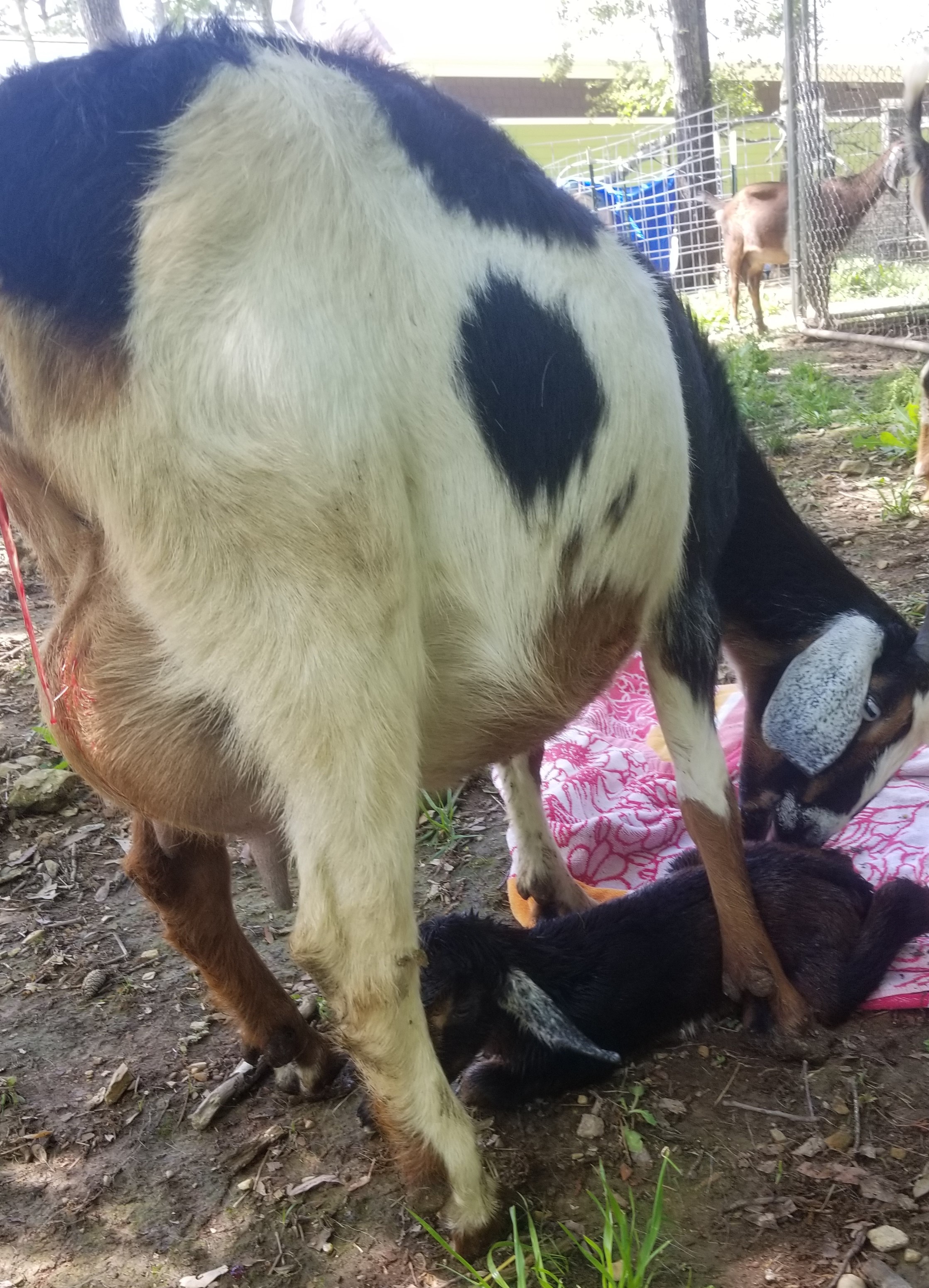 Ally's, F7 Mini Nubian Triplets