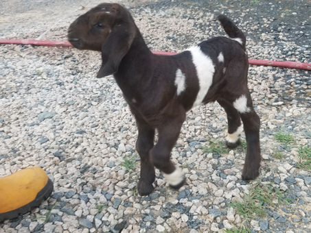 Bottle baby Boer buckling for sale