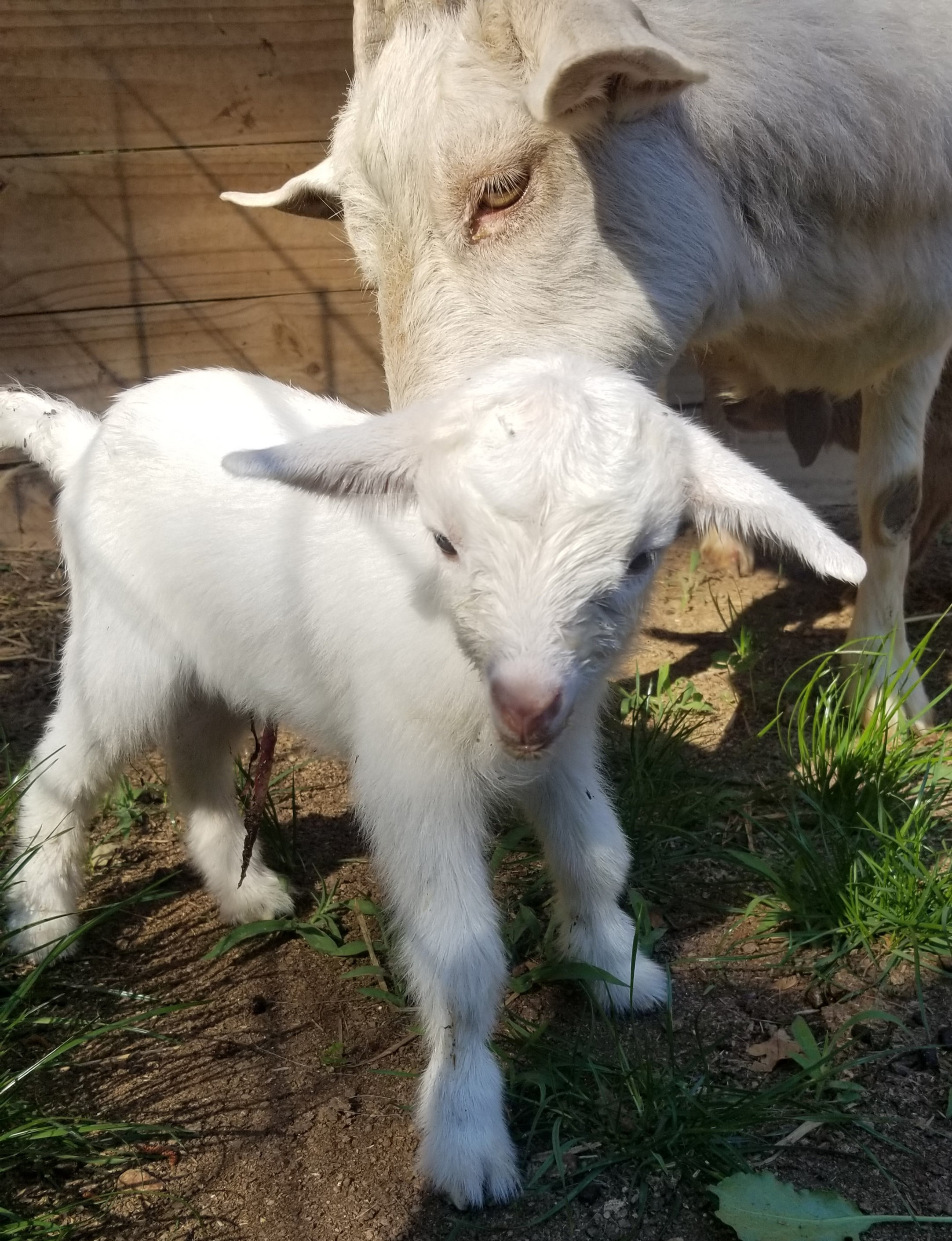 Nigerian Dwarf Goats for Sale in NC Cotton Bean Farms