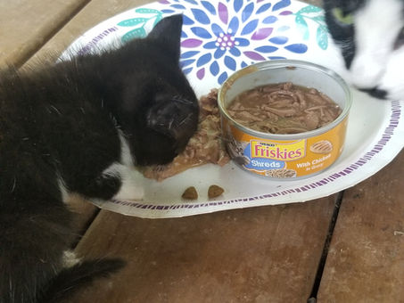 With 3 cats and a kitten at the farm why do I have a rat problem?