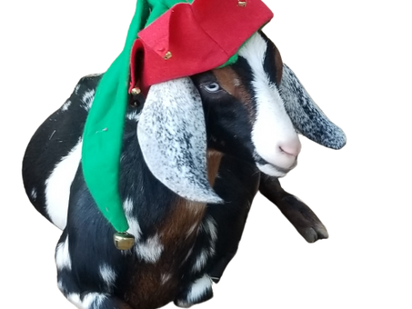 I have 4 of the 12 Days of Christmas done, help!