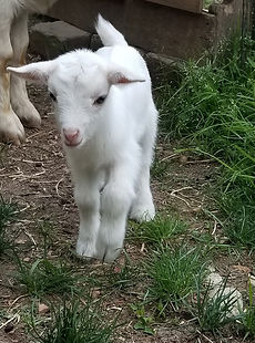 solid white nigerian dwarf goat.jpg