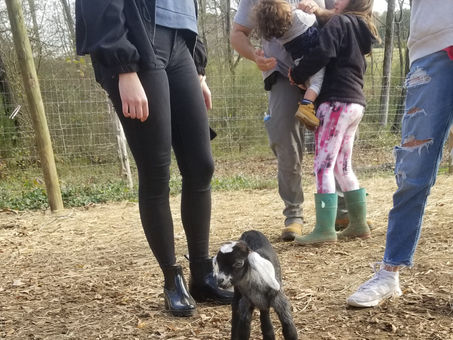 What just happened at this Baby Goat playdate?
