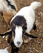 young nigerian goat cotton bean.jpg