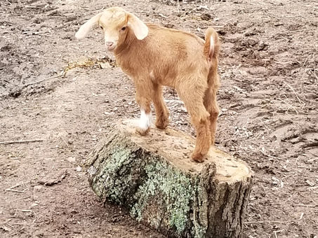 I hate to admit it but this little goat stole my heart!