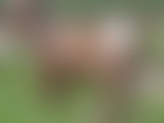 Spotted Boer Buckling for sale in Mt. Pleasant, NC