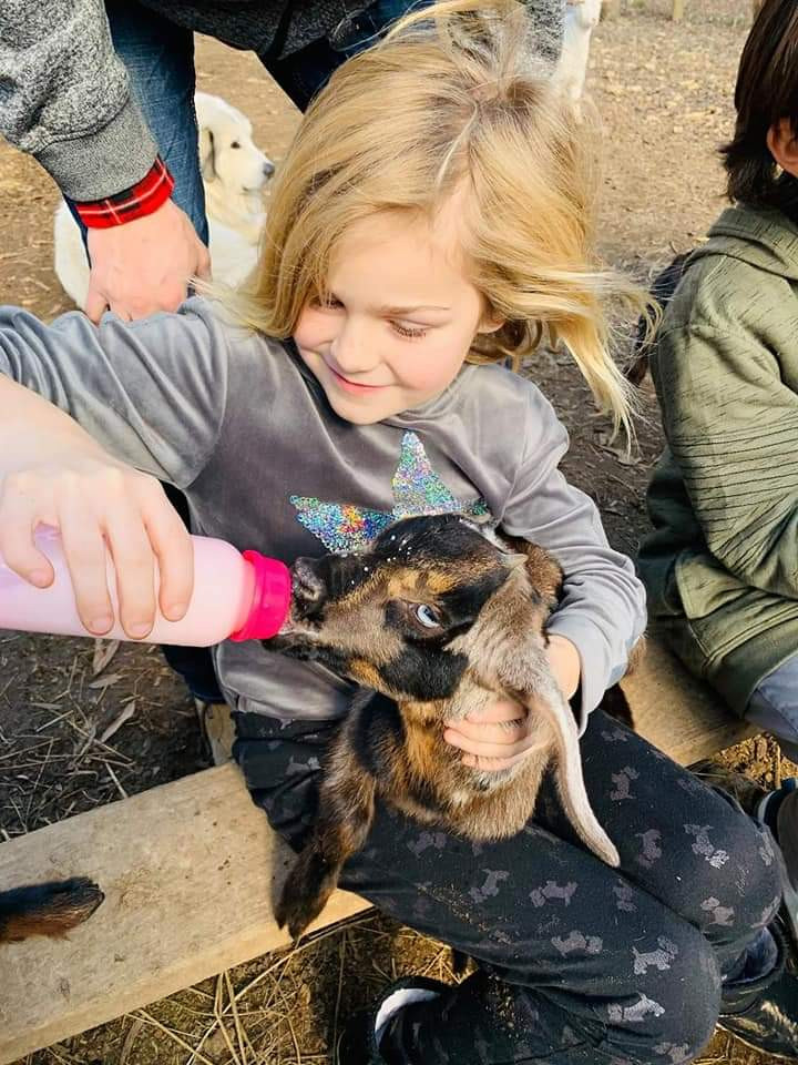 Private Baby Goat Playdate and Feeding Cotton Bean Farms