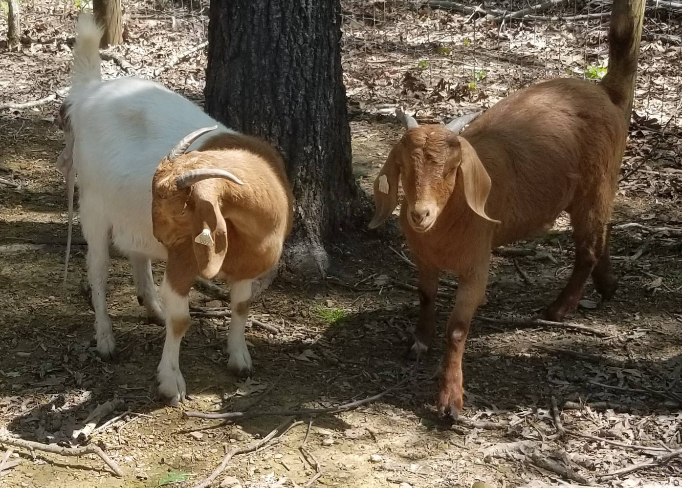 Signs your Boer goat is in labor Cotton Bean Goat Farm