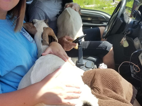 How do you transport your Mini Nubian goat?