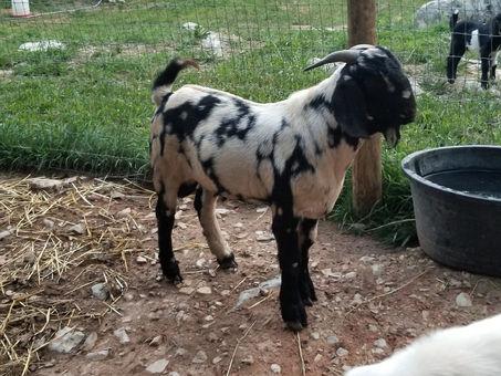 Open this to see Vader's rut face!