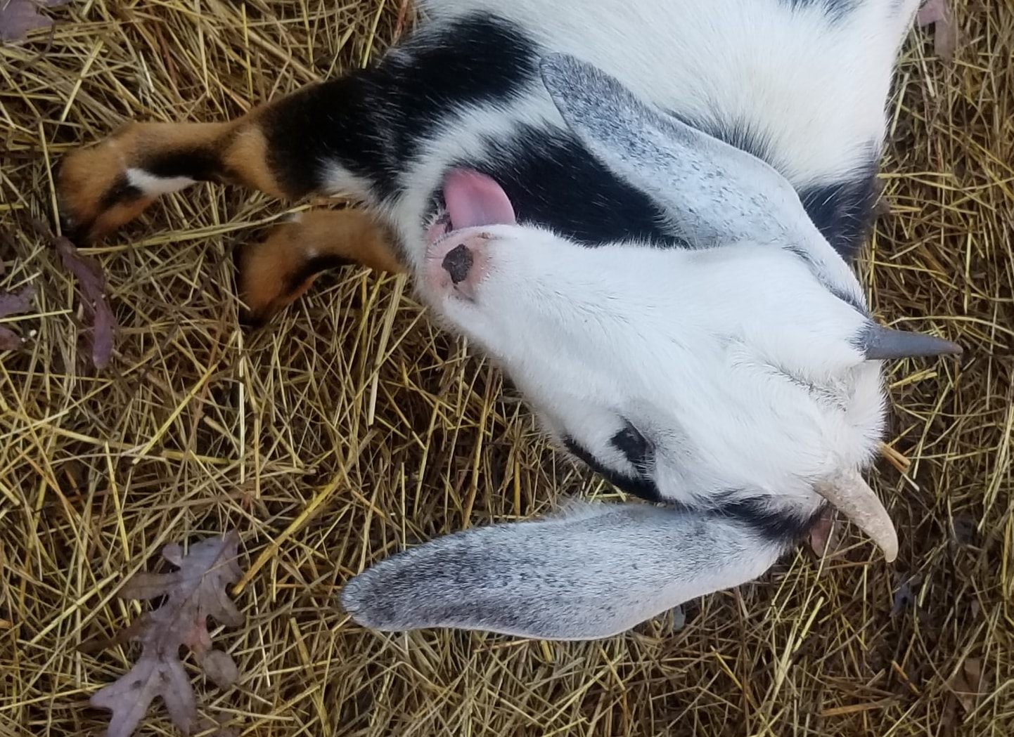 Basic Goat Assesment Cotton Bean Farms