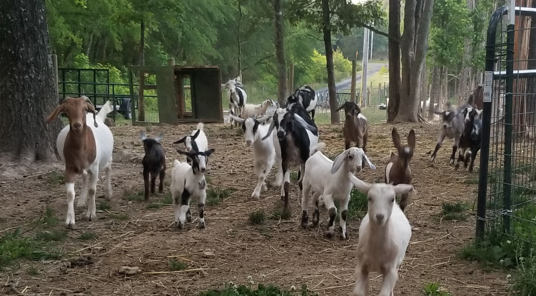 Boer Goats for Sale in NC Cotton Bean Farms