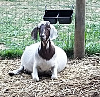 How to Copper bolus goat.jpg