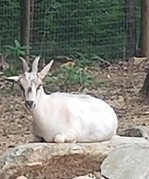 Nigerian Dwarf Pregnant