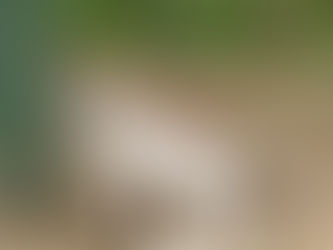 Mini Nubian Doeling interviewing in Mt. Pleasant, NC.