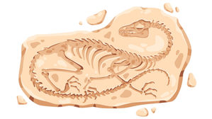 Knochen Fossil