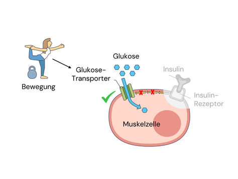 Bewegung und Glukose