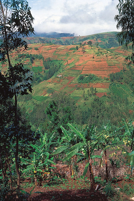 farms-one-highlands-slopes-regions-Burundi-Africa.jpg