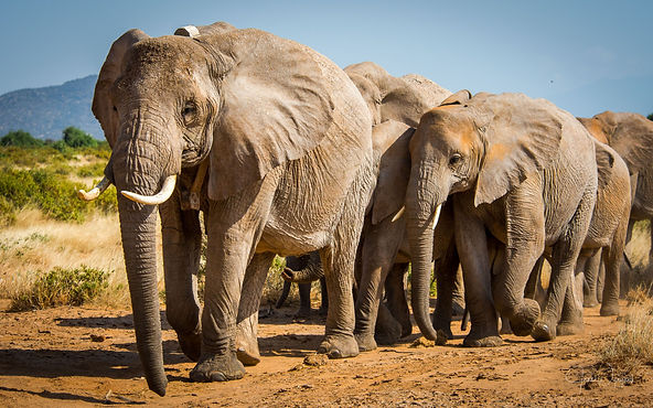 african_savanna_elephant_annabel_wynyard.jpeg