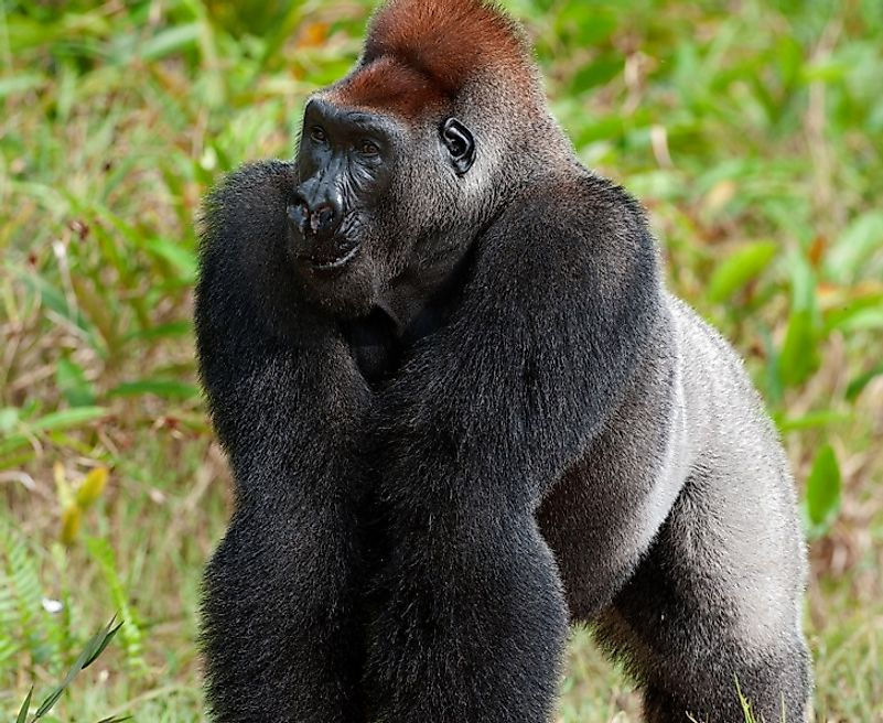 drc-western-lowland-gorilla.jpg