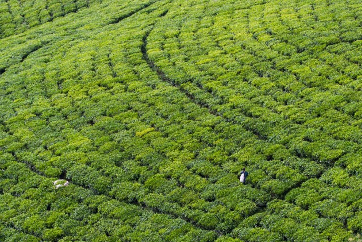 tea farming burundi.jpg
