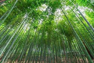 竹林