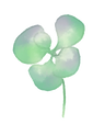 水彩の植物図