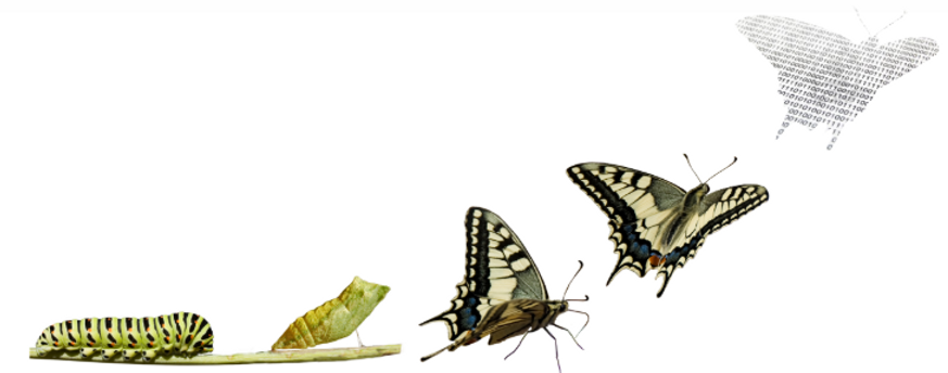 Transformation ; Changement ; Renaissance Métamorphose Identitaire ; Coaching en développement personnel ; Coaching de vie