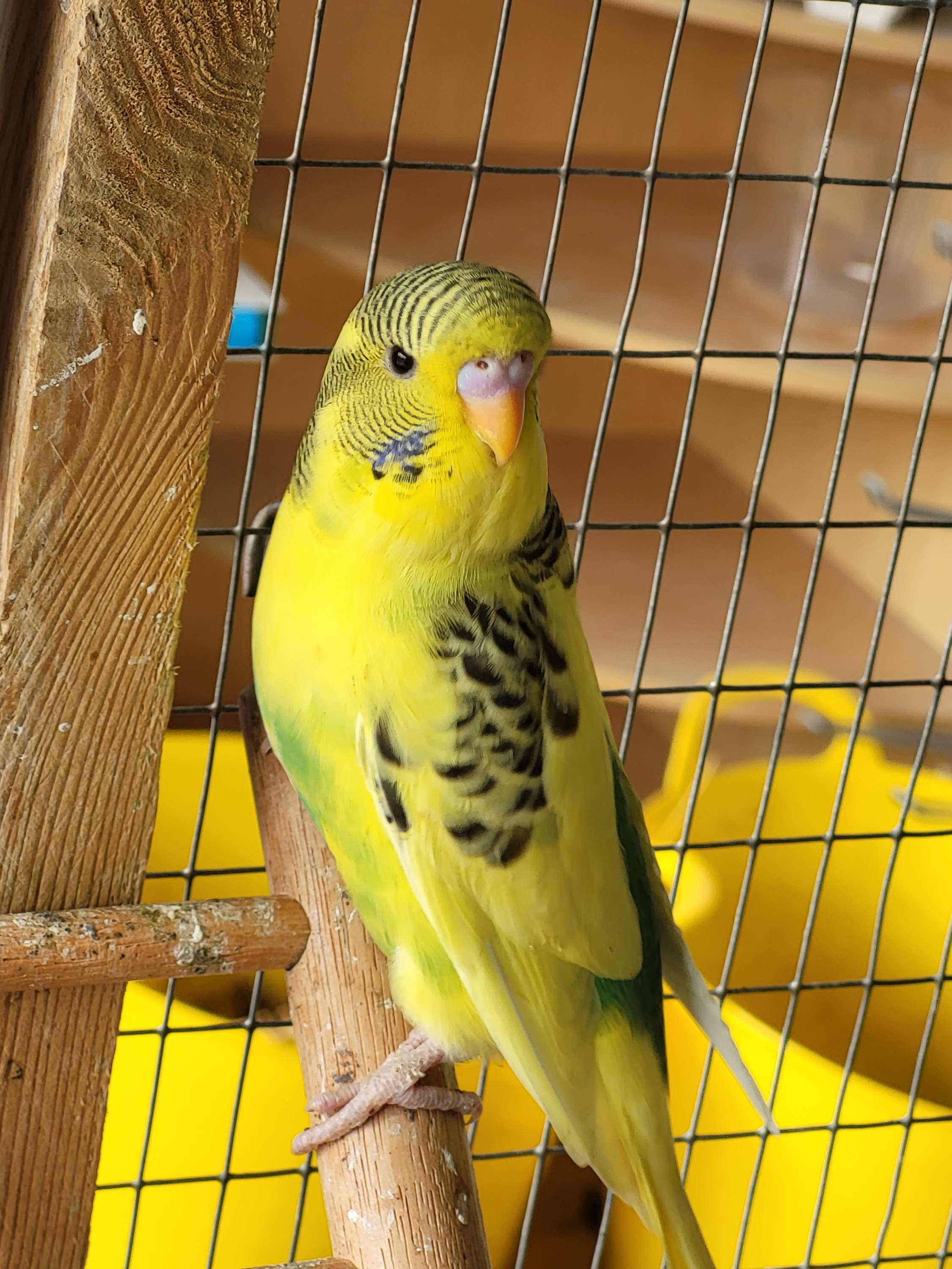 Zebra Finch And Budgie ubicaciondepersonas.cdmx.gob.mx