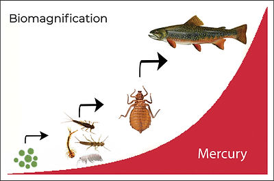 Biomagnification of Hg in aquatic food web