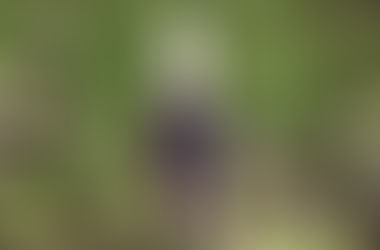 DIY#9 Spray Assainissant