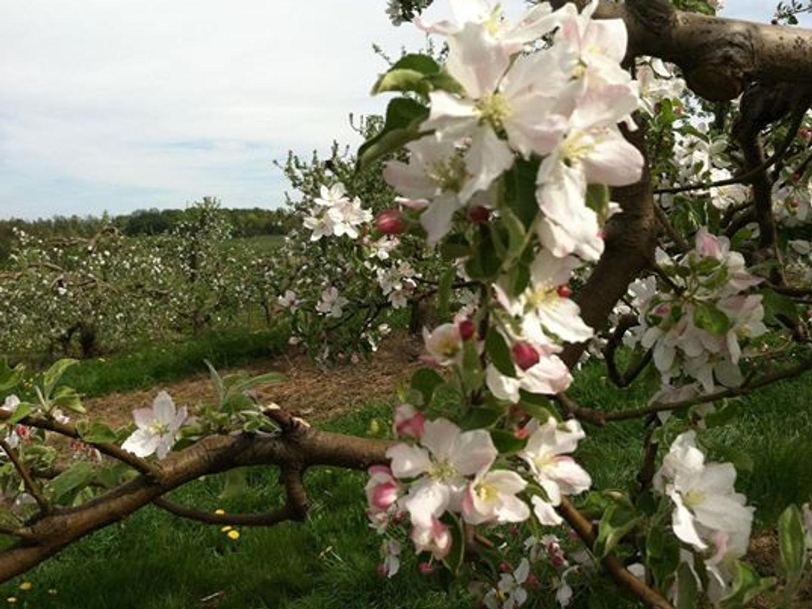Arrowhead Orchard LLC photo 2