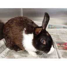 Thumbnail: Dwarf Hotot