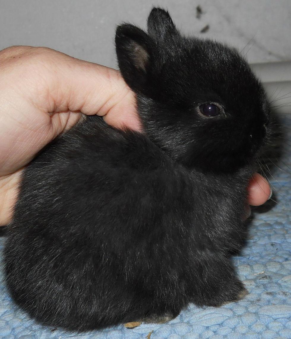 Thumbnail: Dwarf Hotot