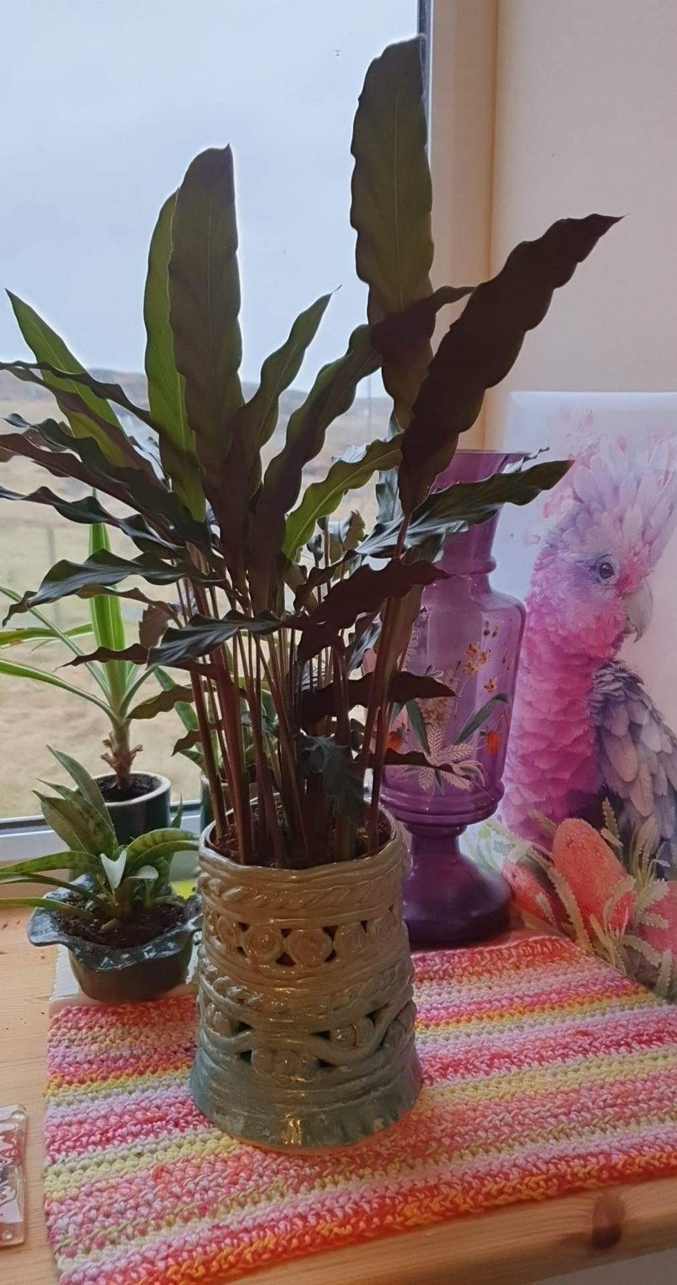 Coiled Planter in use