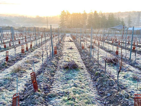 Frosty Vines 