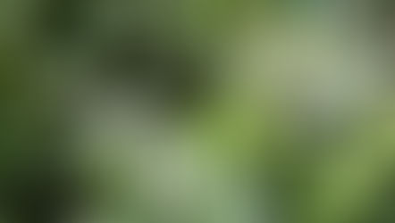 Christmas 2025 Newsletter