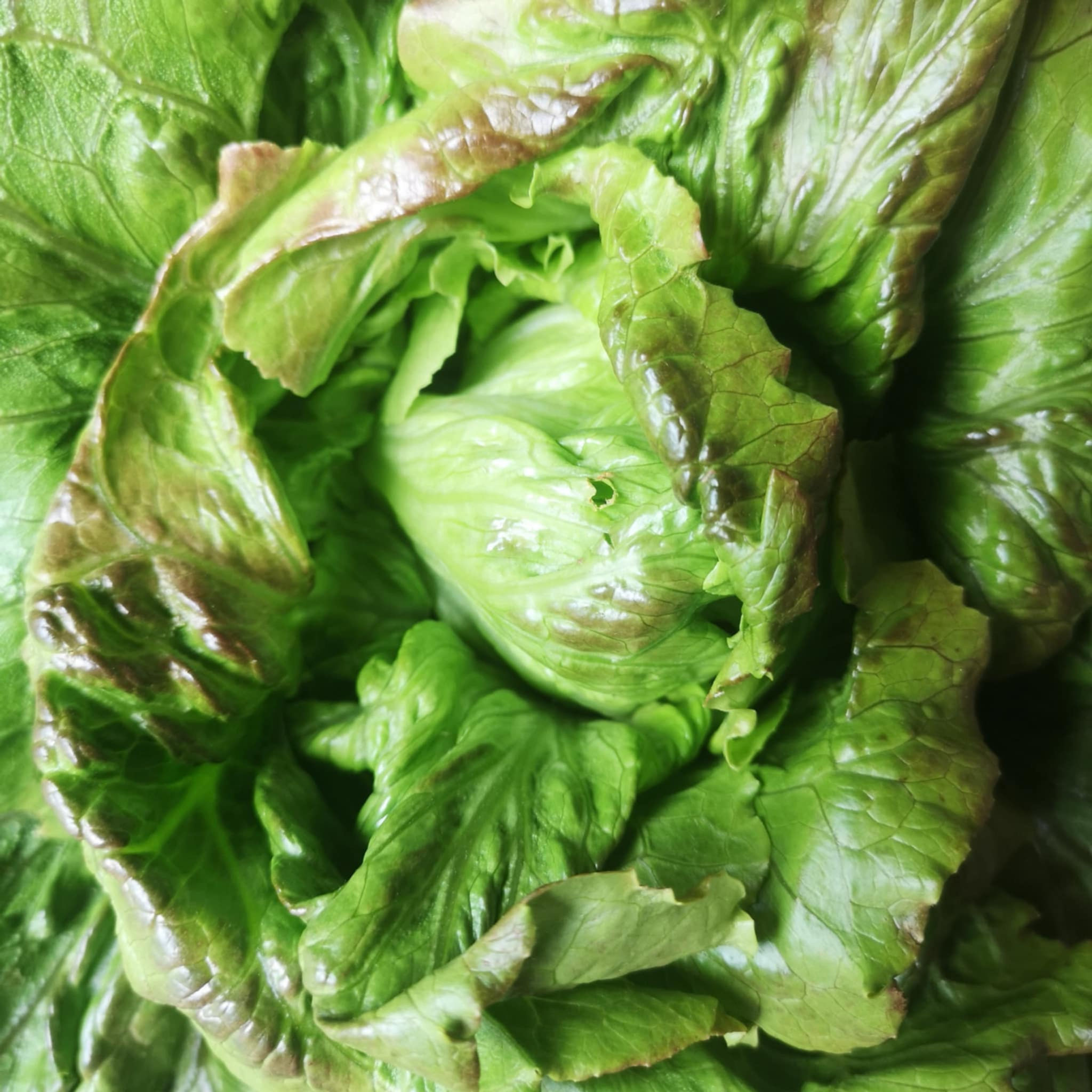Lettuce - Marivilla de Verano