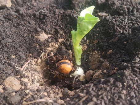 Oct/Nov 2022 Newsletter